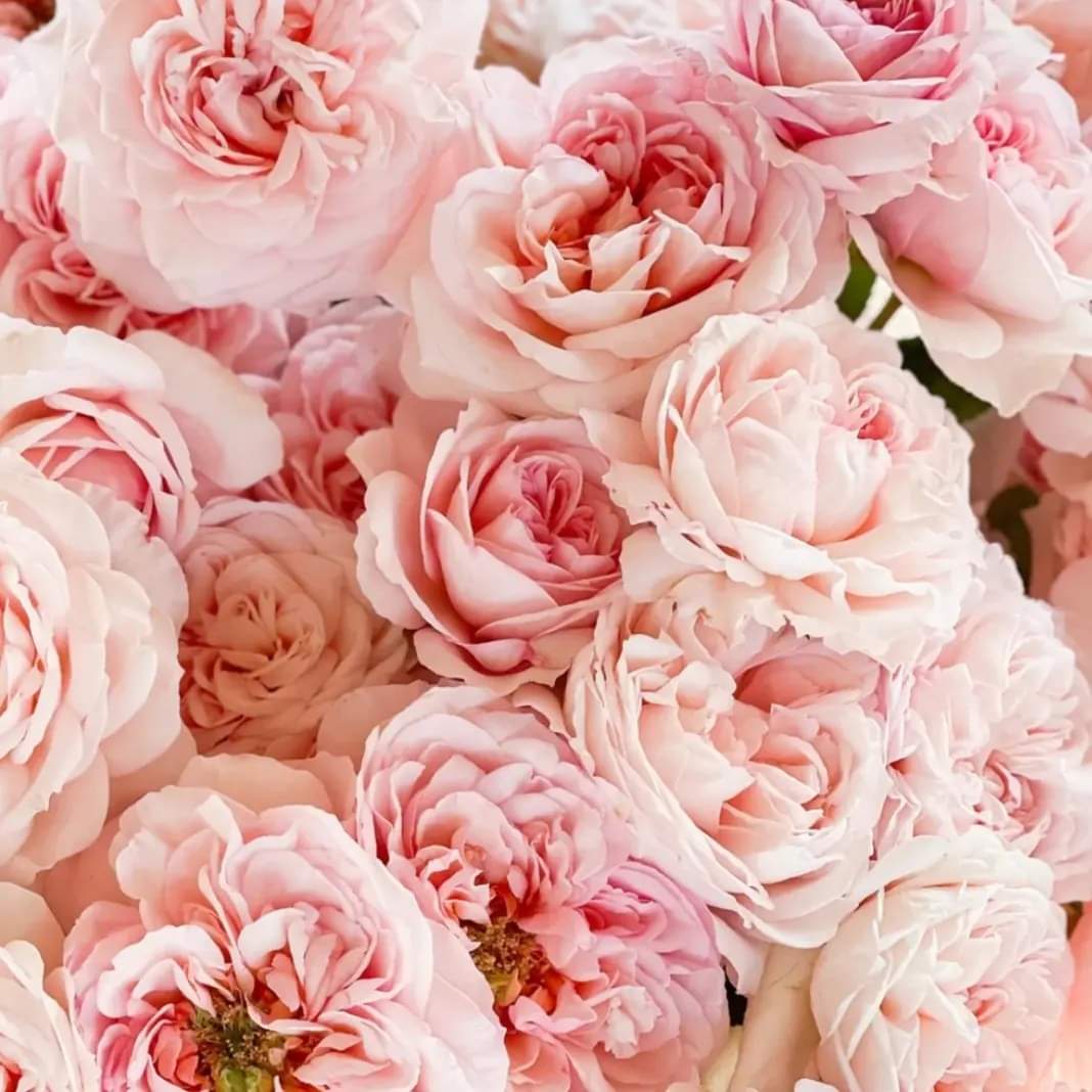 TheManasquanFlorist_arrangements_image_12