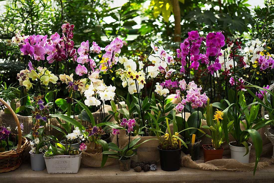 ManasquanFlorist_Garden1